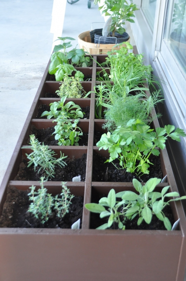 Herb Garden Boxes