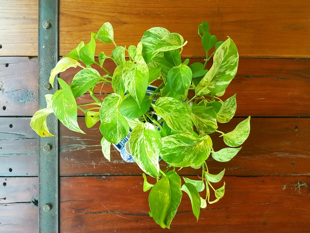 #2 Golden Pothos