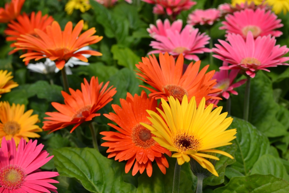 #4 Gerbera Daisy