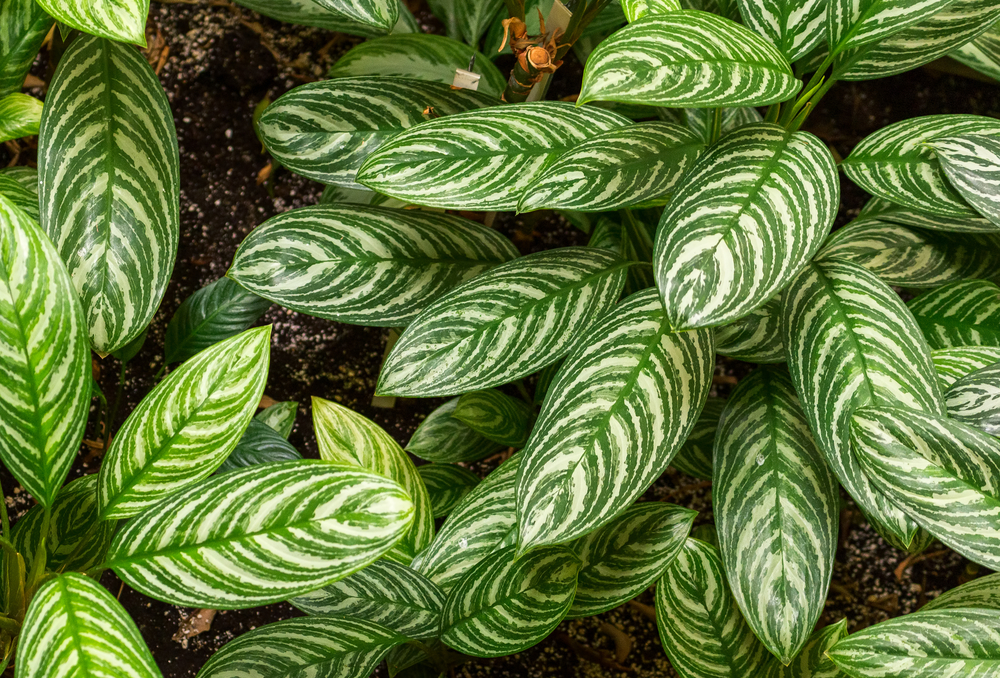 #5 Chinese Evergreen