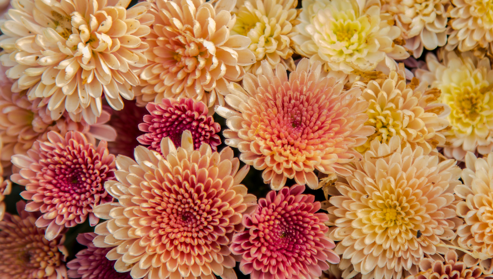 #6 Chrysanthemums