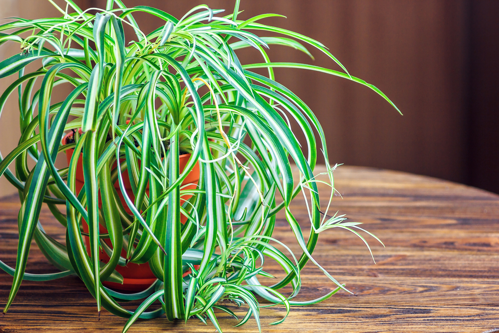 #7 Spider Plant