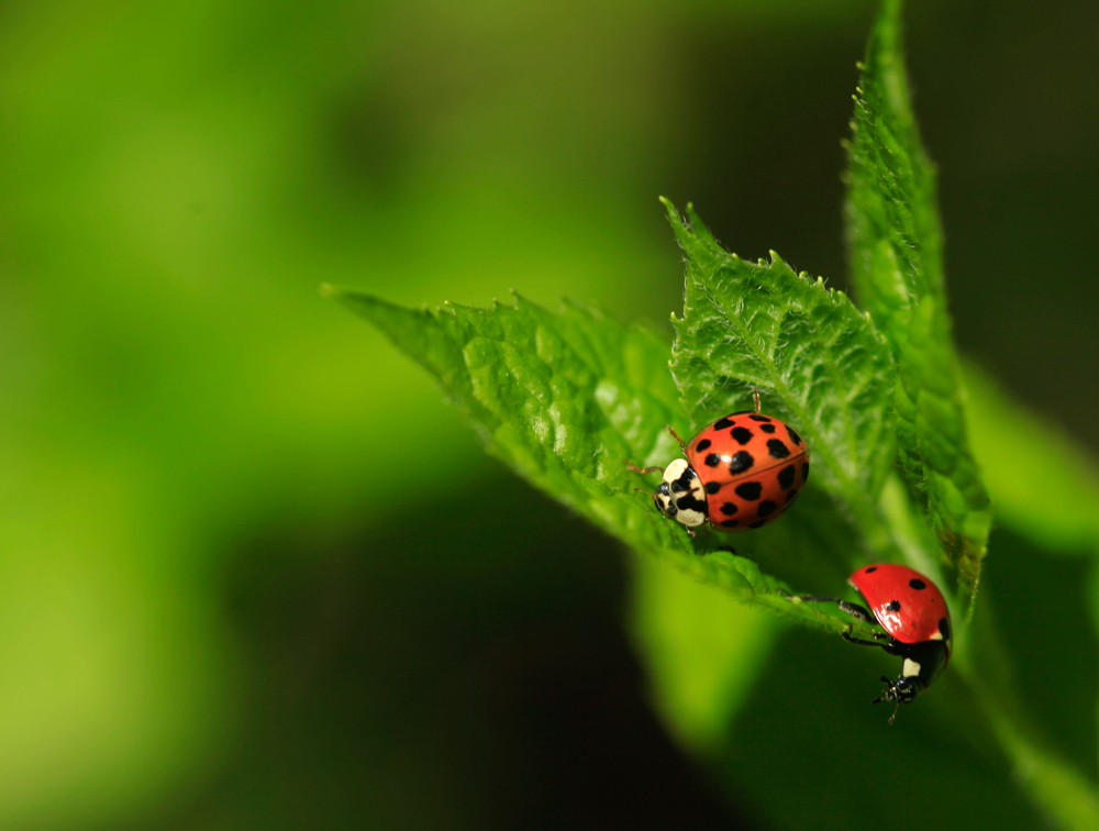 #11 Ladybug Feeder