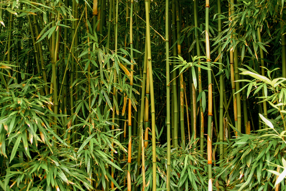 #11 Bamboo