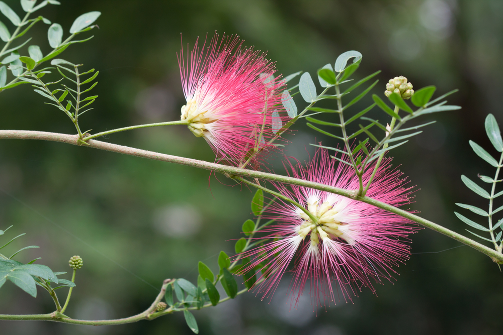 #2 Mimosa Tree