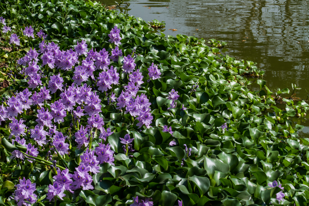 #6 Water Hyacinth